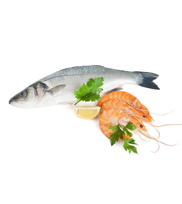 hplus_魚類
