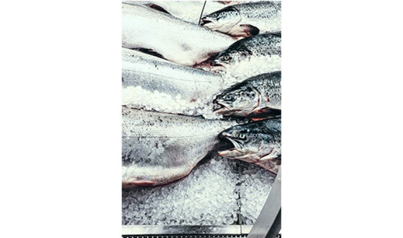 魚類加工